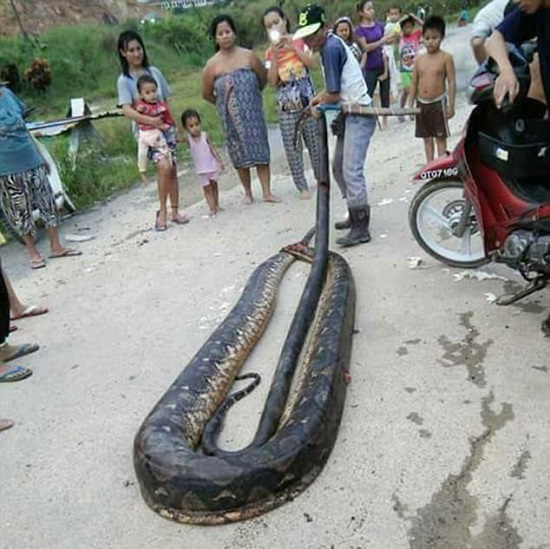 Hungry Villagers Kills Male and Female Pythons Who Were Mating in A Bush [Photos]