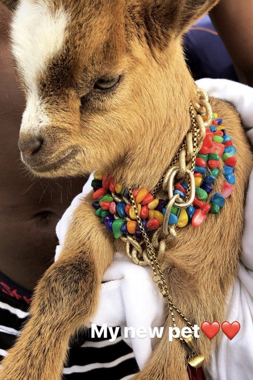 Star Boy, Wizkid Flaunts New Pet Goat; Asks What He Should Name It