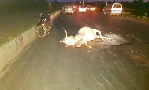 Cows Causes Ghastly Accident Again in Rivers State [Pictures]