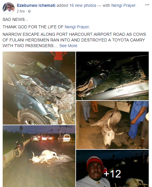 Cows Causes Ghastly Accident Again in Rivers State [Pictures]
