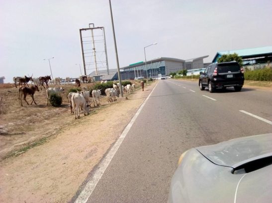 Herdsmen and Their Cows Spotted Moving into Abuja Airport [Photos]