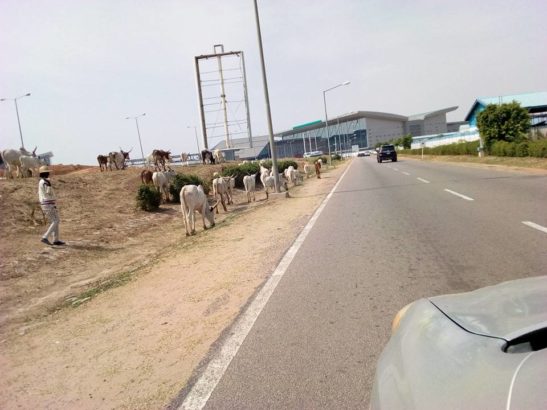 Herdsmen and Their Cows Spotted Moving into Abuja Airport [Photos]
