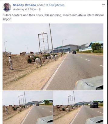 Herdsmen and Their Cows Spotted Moving into Abuja Airport [Photos]