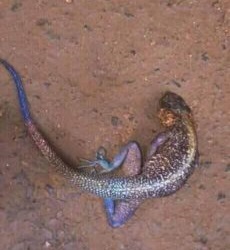 After 2 Years of Pregnancy in Rivers State, Lady Allegedly Gives Birth to A Lizard 