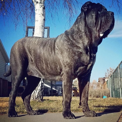 Meet The World’s Biggest Puppy That Is Taller Than Average Human [Photos]