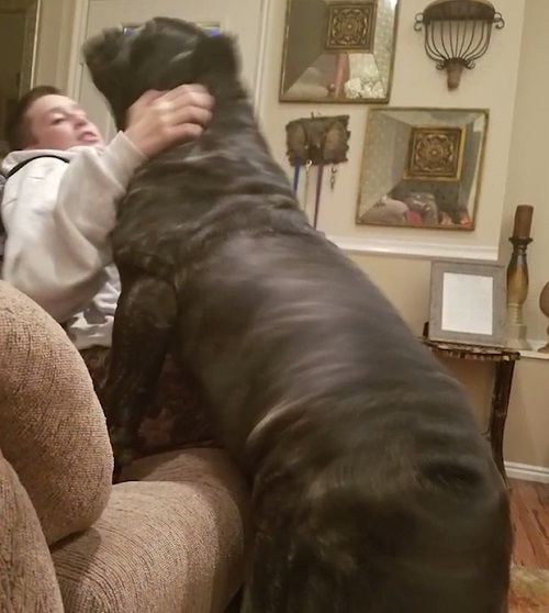 Meet The World’s Biggest Puppy That Is Taller Than Average Human [Photos]