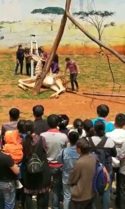 Giraffe Accidentally Kills Itself While Trying to Scratch An Itch [Photos]