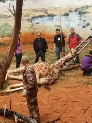 Giraffe Accidentally Kills Itself While Trying to Scratch An Itch [Photos]