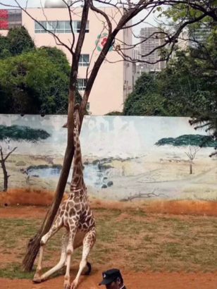 Giraffe Accidentally Kills Itself While Trying to Scratch An Itch [Photos]