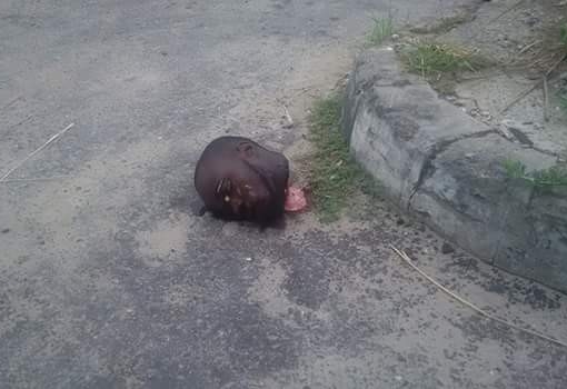 Severed Head Of Unidentified Young Man Found At The Roadside In Delta State [Graphic Photo]