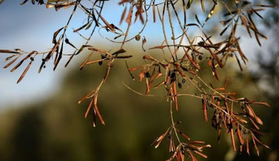 Italy Discovers Deadly Disease With No Cure