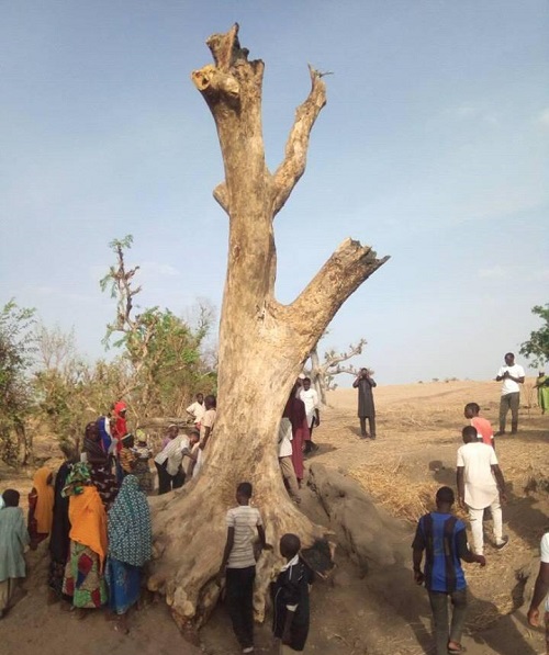 Tree Becomes Center of Attention in Borno. See Why [Photos]