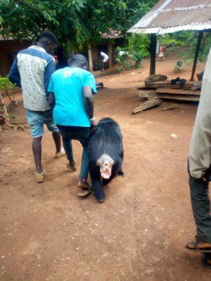 Wild Gorilla Follows Farmer Back To His House In Cross River State [Photos]
