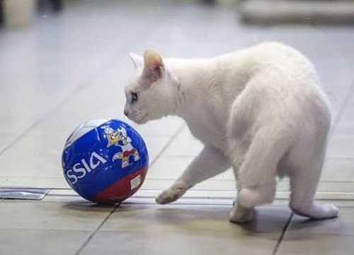 Russia2018: Achilles The Deaf Cat Picks Nigeria To Beat Argentina In Their Final Group D Match