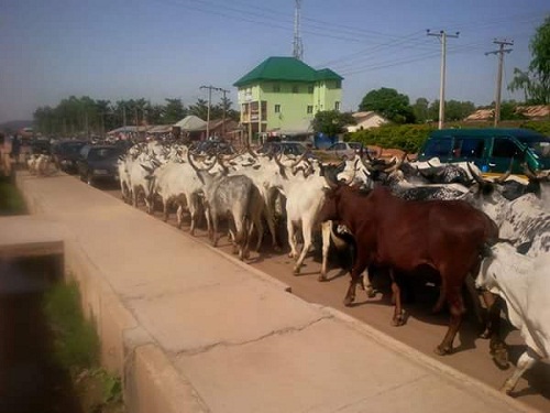 See what is happening in Plateau state as Angry and hard-faced Fulani Herdsmen Storm Bukuru with Their Cow and Other Items [Photos]