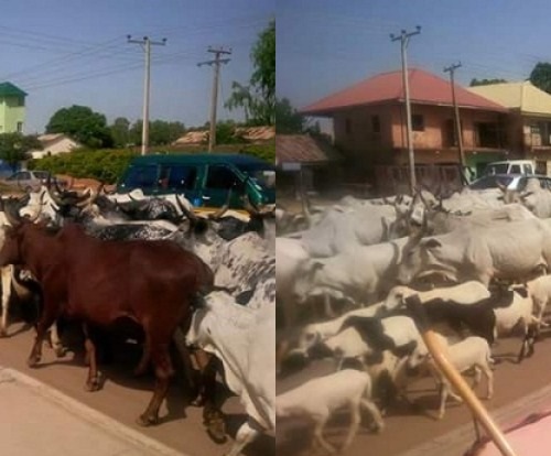 See what is happening in Plateau state as Angry and hard-faced Fulani Herdsmen Storm Bukuru with Their Cows and Other Items [Photos]