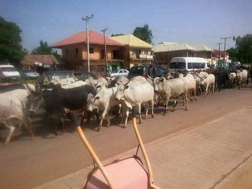 See what is happening in Plateau state as Angry and hard-faced Fulani Herdsmen Storm Bukuru with Their Cows and Other Items [Photos]