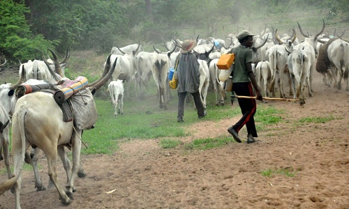 850 Cattle, 7 Fulani Herdsmen Killed In Kaduna State