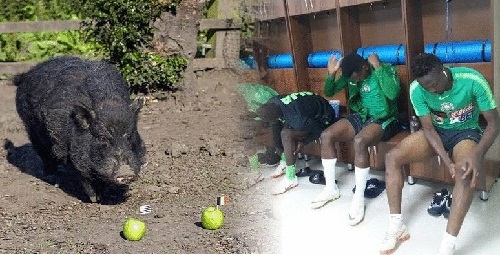 Russia 2018: Psychic Pig Who Accurately Predicted Trump’s Victory Picks Nigeria, Argentina for Semi-Final