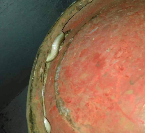 Twitter User Finds Snake Hidden Under His Gas Cylinder [Photo]