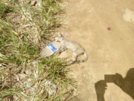 ‘Witch’ Disguised As Cat Killed In Hideout In Lagos [Photos]