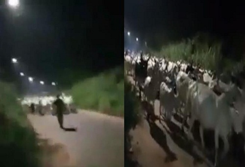 Youths in Anambra State Chased Out Herdsmen and Their Cattle [Video]