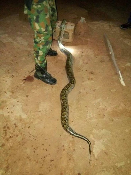 You Need To See What A Nigerian Soldier Did To A Huge Snake That Bit Him [Photos]