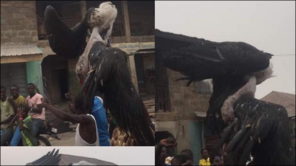 Serious Confusion and Tension In Oyo State After A Large Bird Was Shot Dead By Some Youths [See Photo]