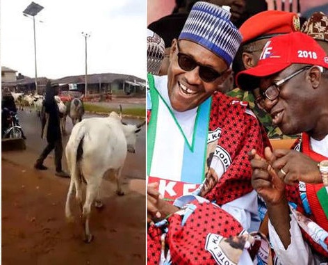 Less than 7 Days after Election, Fulani Herdsmen Takes Over Ekiti State with Their Cows [Watch Video]