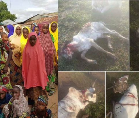 Suspected Militia Group Storms Taraba State, Kills Over 30 Cows, Displace Fulanis in the State [Photos]