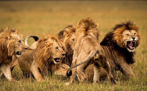 Lions Eats Two Rhino Poachers in South African Game Reserve [Photos]