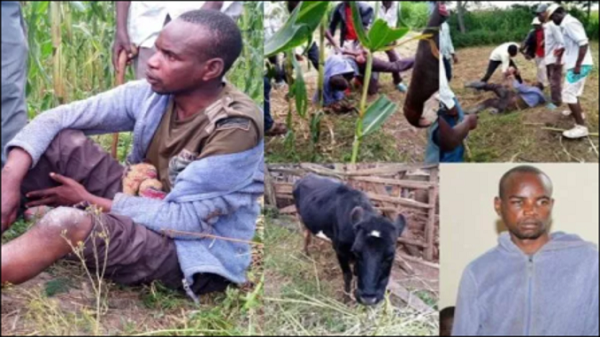 I Sleep With Cows Because Girls Will Infect Me With HIV – Man C@Ught P*Nts Down Having $Ex With Neighbour’s Cow Says