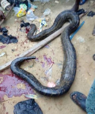 Oh Dear! See the Huge Python Caught In Ibafo [Photos]