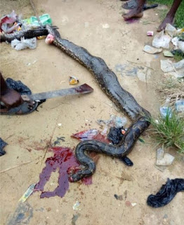 Oh Dear! See the Huge Python Caught In Ibafo [Photos]