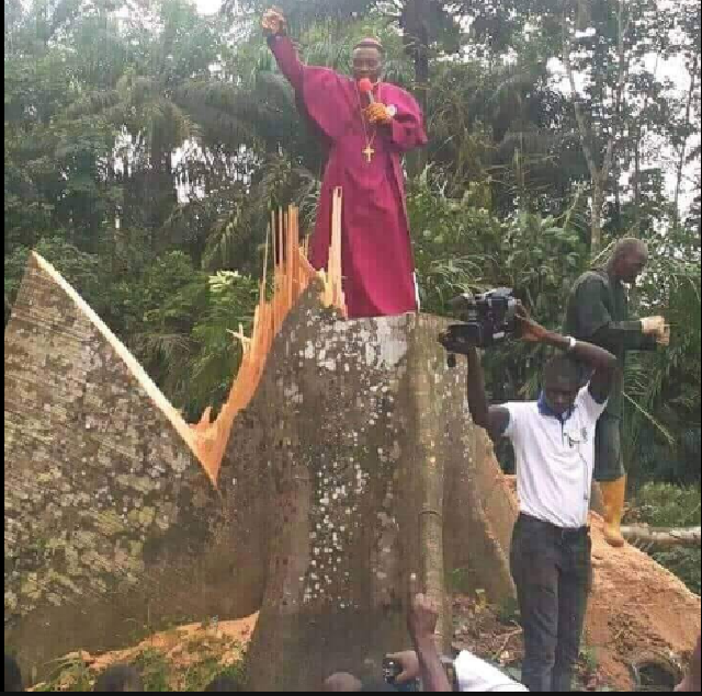 Endless Celebration in Warri as Priest Cuts down Tree Allegedly Hindering People’s Progress [Photo]