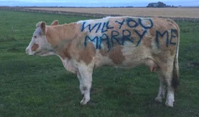 Aww! Man Proposes to Girlfriend Using the Side of a Cow [photos]