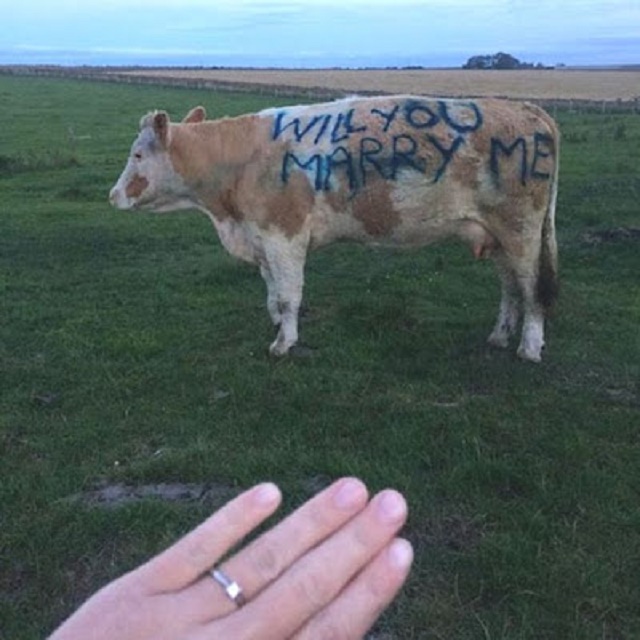 Aww! Man Proposes to Girlfriend Using the Side of a Cow [photos]