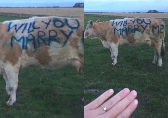 Aww! Man Proposes to Girlfriend Using the Side of a Cow [photos]