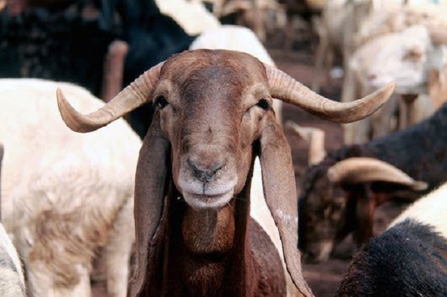 FG Declares Aug. 21 And 22 as Public Holidays To Mark 2018 Eid-El-Kabir