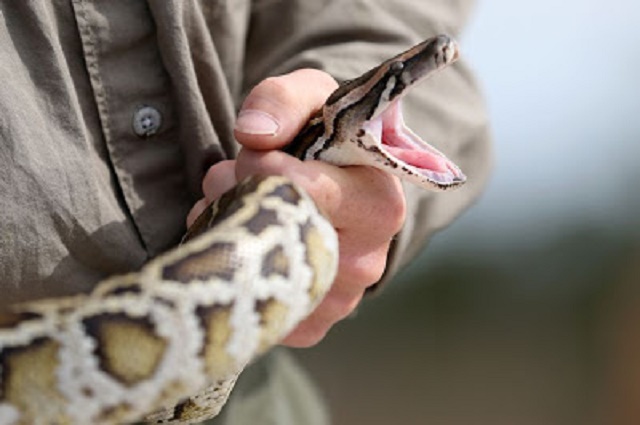New Breed of 'SUPER SNAKE' Discovered [Photos]