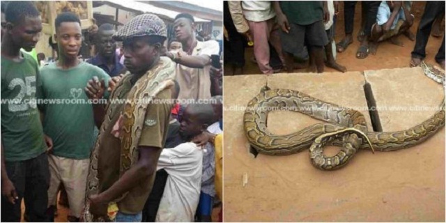 Brave Ghanaian Man Wrestles, Kills Snake Trying To Swallow His Daughter In A Broad Day Light [Photos]