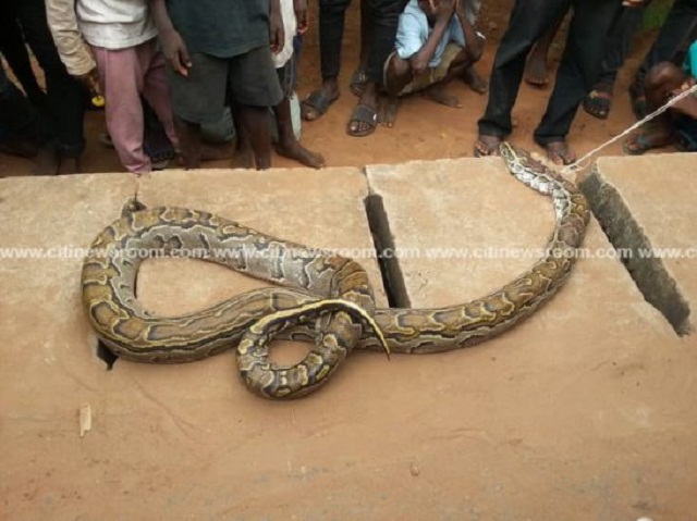 Brave Ghanaian Man Wrestles, Kills Snake Trying To Swallow His Daughter In A Broad Day Light [Photos]