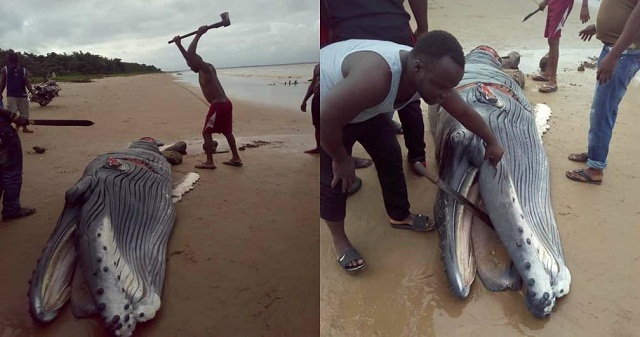 Unlucky Baby Whale Washed Ashore, Killed In Delta State [Photos]