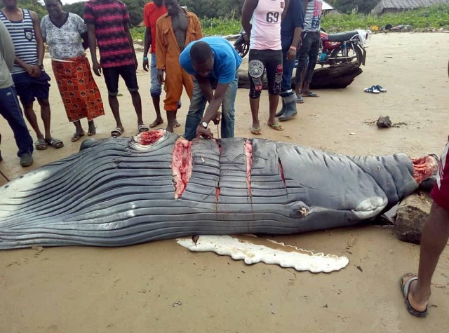 Unlucky Baby Whale Washed Ashore, Killed In Delta State [Photos]