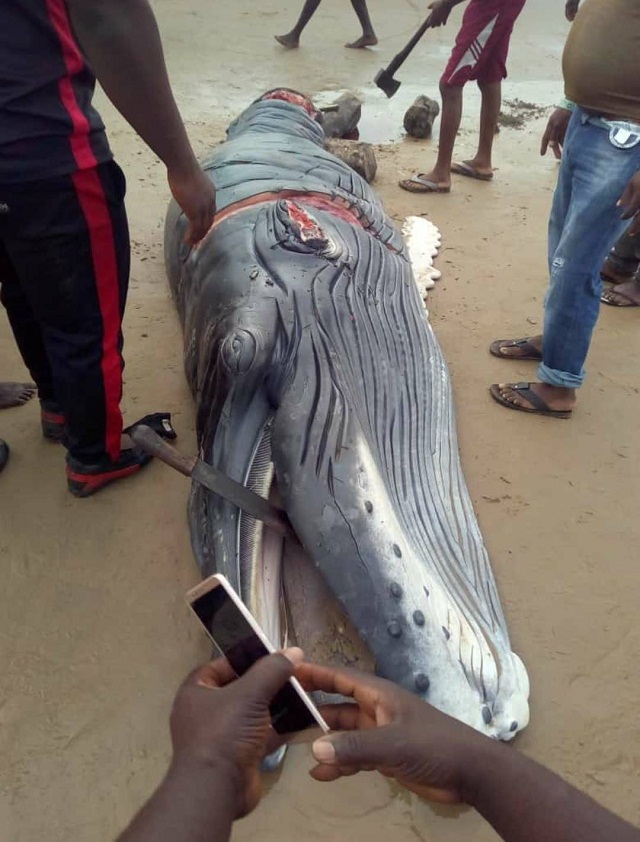 Unlucky Baby Whale Washed Ashore, Killed In Delta State [Photos]