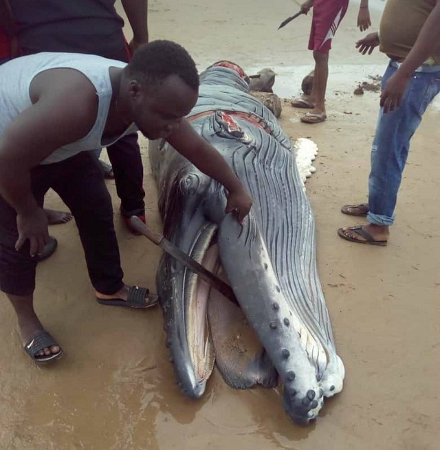 Unlucky Baby Whale Washed Ashore, Killed In Delta State [Photos]