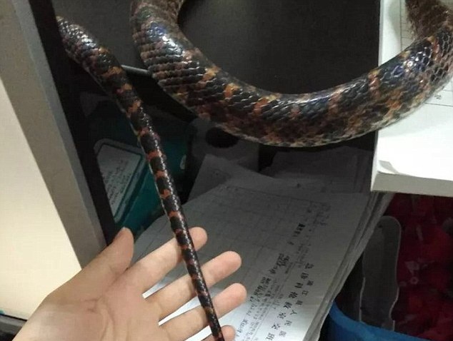 See What This Brave Woman Did To A SNAKE That Bit Her [Photos]