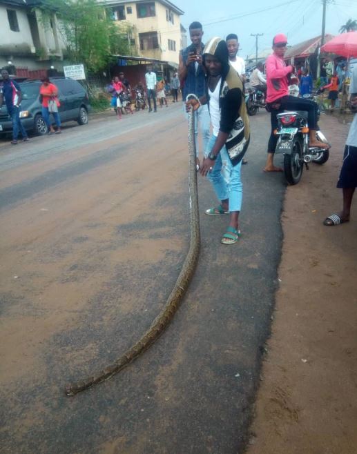 More Photos of a Dangerous Python Killed In Owerri