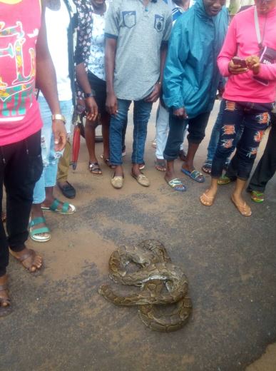 More Photos of a Dangerous Python Killed In Owerri