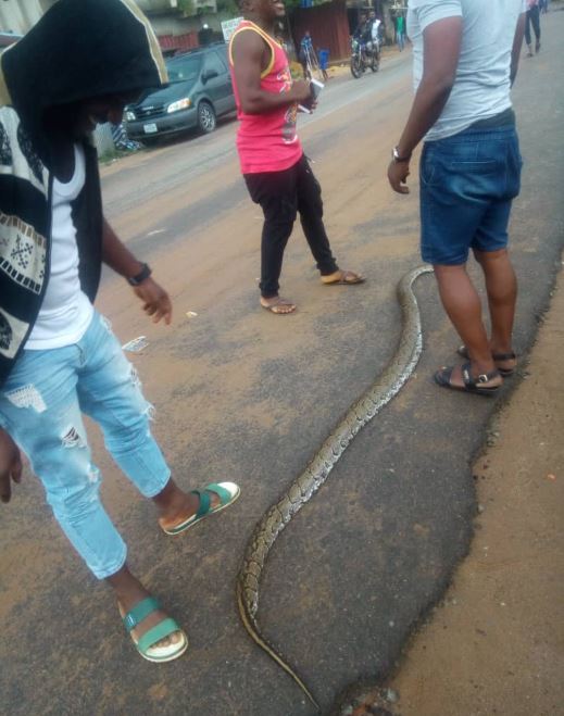 More Photos of a Dangerous Python Killed In Owerri
